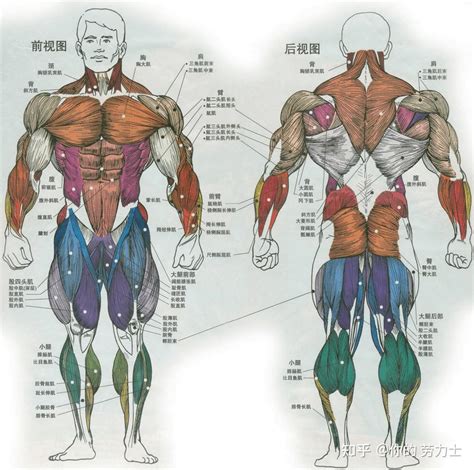 人体肌肉解剖全景图