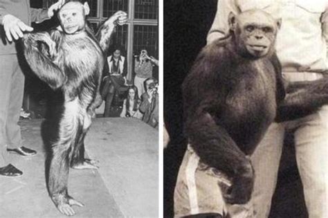 人和猩猩混种基因变异