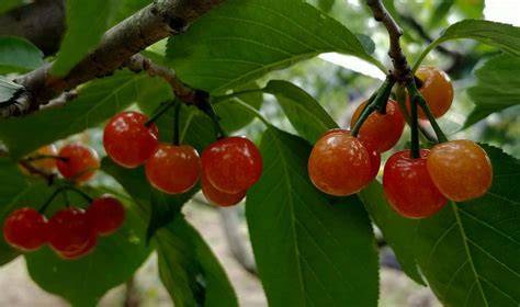 人工种植的樱桃有什么特点