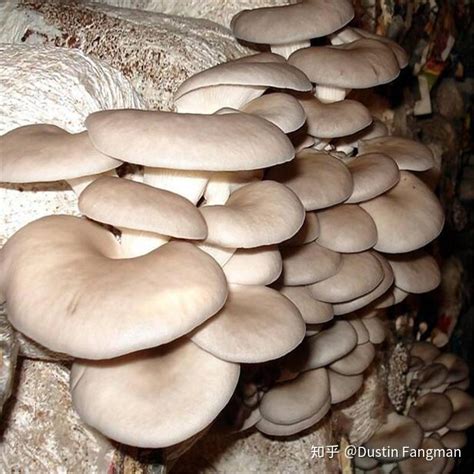 人工种的蘑菇有几种