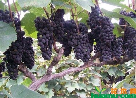 什么品种的葡萄最好种植