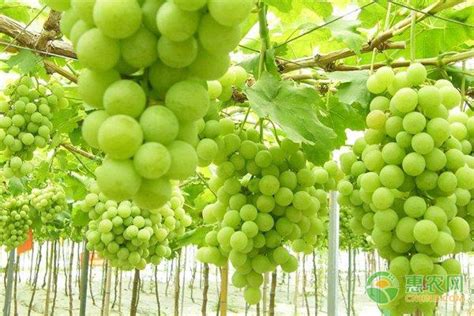 什么品种的葡萄适合北方栽种
