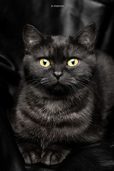 什么品种的黑猫最好看