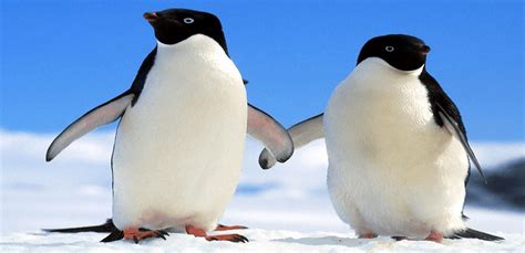 什么是仙企鹅