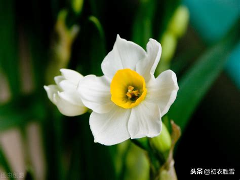 什么花被叫做凌波仙子