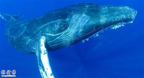 什么鲸鱼最大