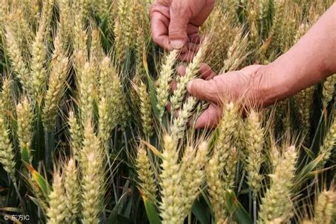 今年种小麦什么品种最好呢
