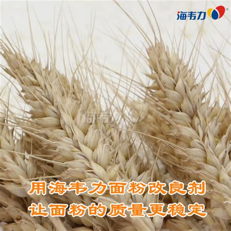 今日小麦最新价格河南省商丘市