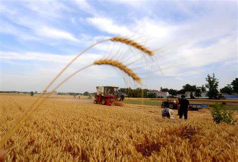 今日河南省商丘市小麦多少钱一斤