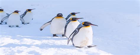 仙企鹅的生物钟是什么