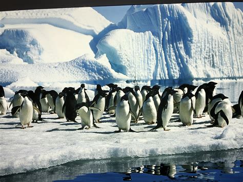 企鹅为什么能在南极生活