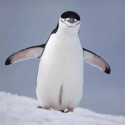 企鹅属于什么种类