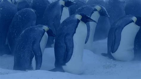 企鹅是如何抵御寒冷的