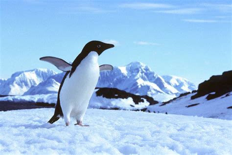 企鹅的寿命多少年