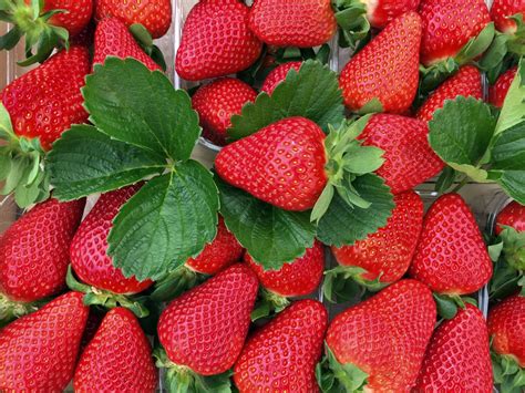 优质草莓品种介绍
