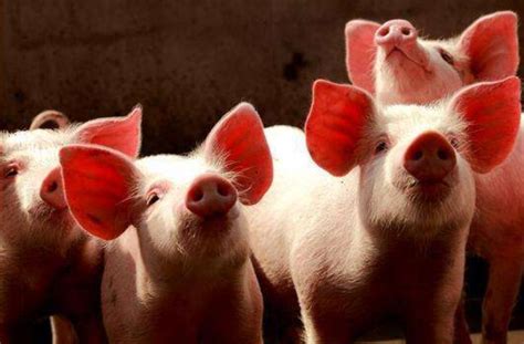 估计2020猪价会是多少