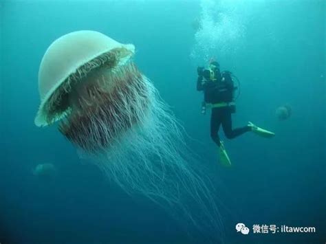 体型最大的水母有哪些