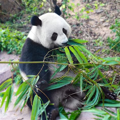 俄罗斯的大熊猫能吃上竹子吗