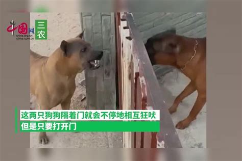 俩狗隔着玻璃门吵架