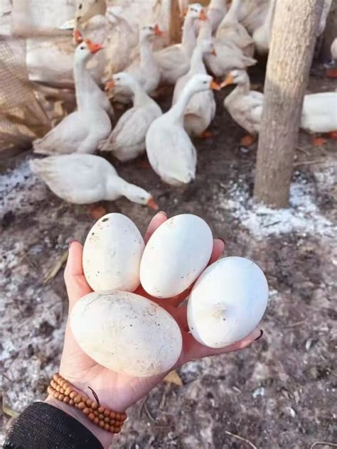 做梦梦到自己捡到很多鹅蛋