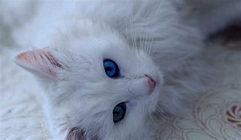 做梦梦见很多白猫