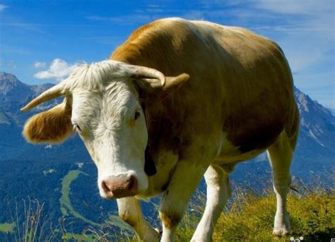 做梦梦见牛是什么梦
