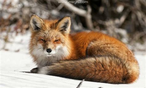 做梦梦见狐狸是什么征兆