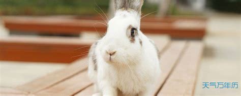 兔子名字可爱洋气英文中式