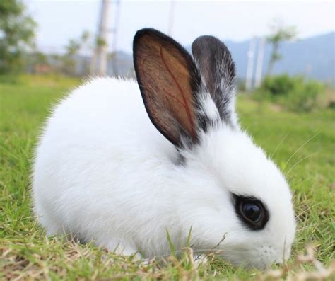 兔子品种取什么名