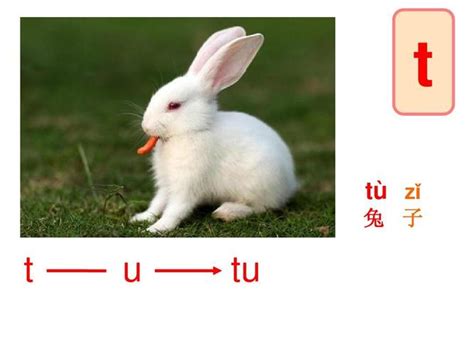 兔子拼音标调
