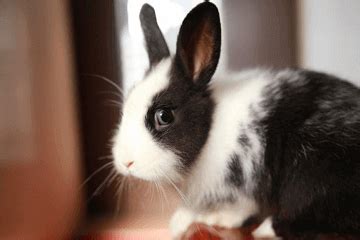 兔子的名字高雅而好听英文