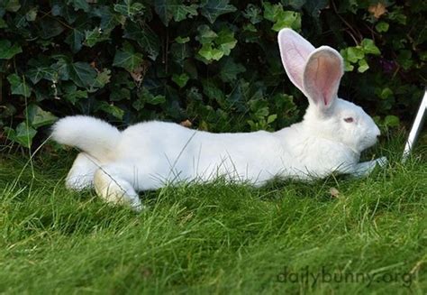 兔子的尾巴是长是短