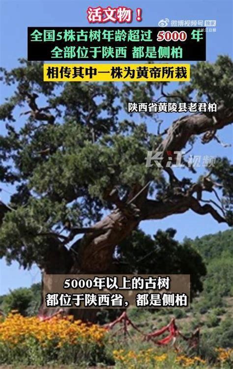 全国5株古树年龄超过5000年