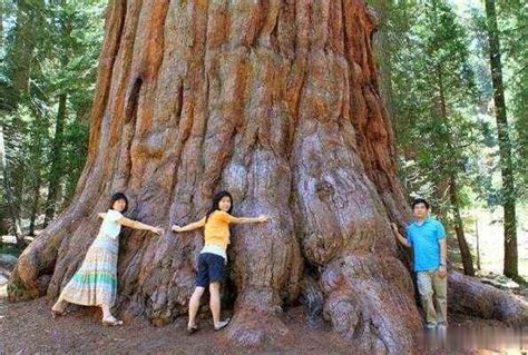 全球年龄最大的树