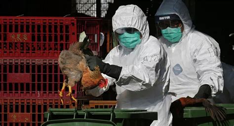全球首例禽流感致死病例