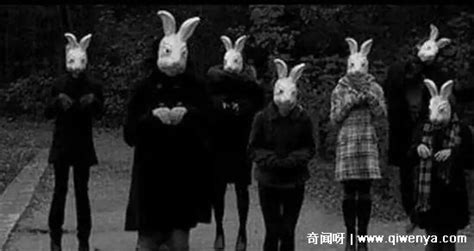 八只兔子诡异的事件