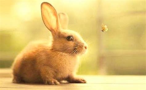 关于兔子的歌曲有哪些