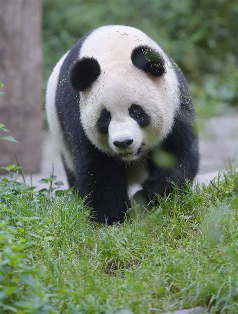 关于大熊猫的笑话