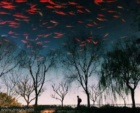关于梦见鱼在天上飞的周公解梦