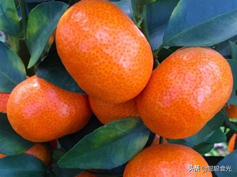 关于橘子的网名有哪些