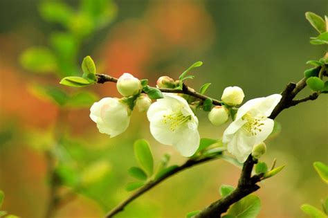关于海棠花的诗句