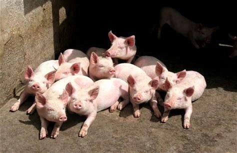 养猪场200头猪一年利润多少