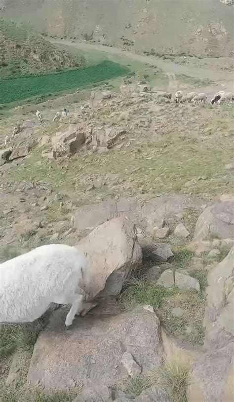 内蒙古女子放羊把自己放丢