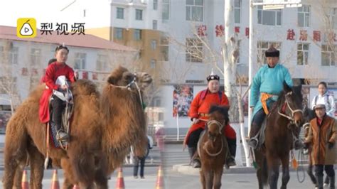 内蒙古小女孩骑骆驼上学