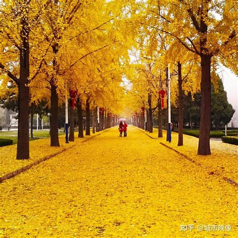 写北京的秋天作文