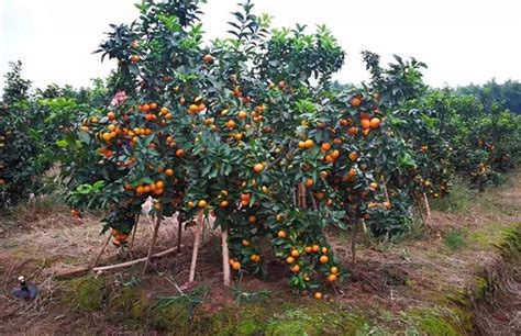 农业种植技术砂糖橘