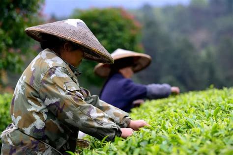 农村茶叶产业发展