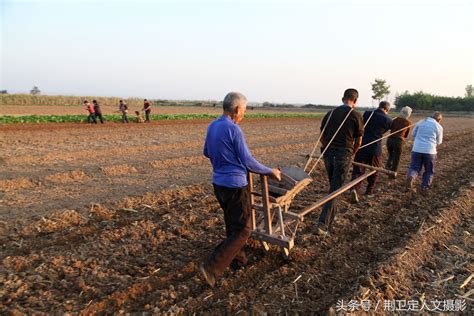 农村72岁老人播种小麦