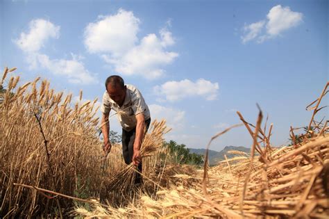 农民回忆80年代收小麦