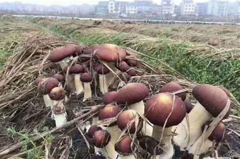 冬季种大球盖菇最新种植技术